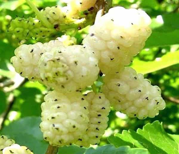 تصویر 5 از قیمت خرید توت خشک سبز عمده به صرفه و ارزان